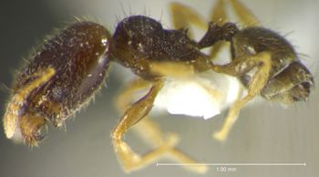 Media type: image;   Entomology 34228 Aspect: habitus lateral view
